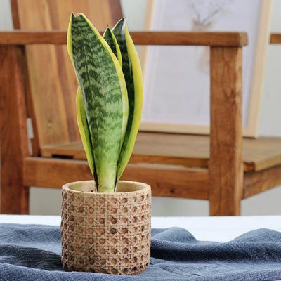 NATURAL RATTAN TEXTURE CEMENT PLANTER